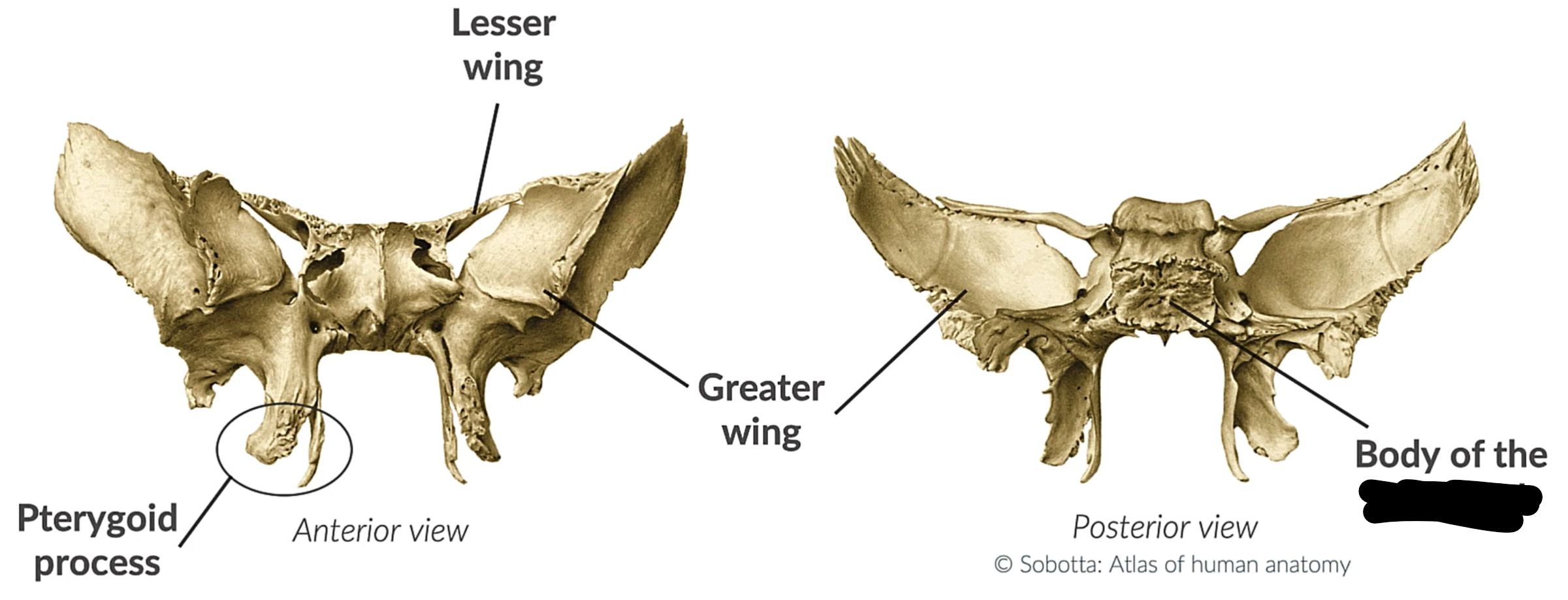 <p>What bone is  this?</p>