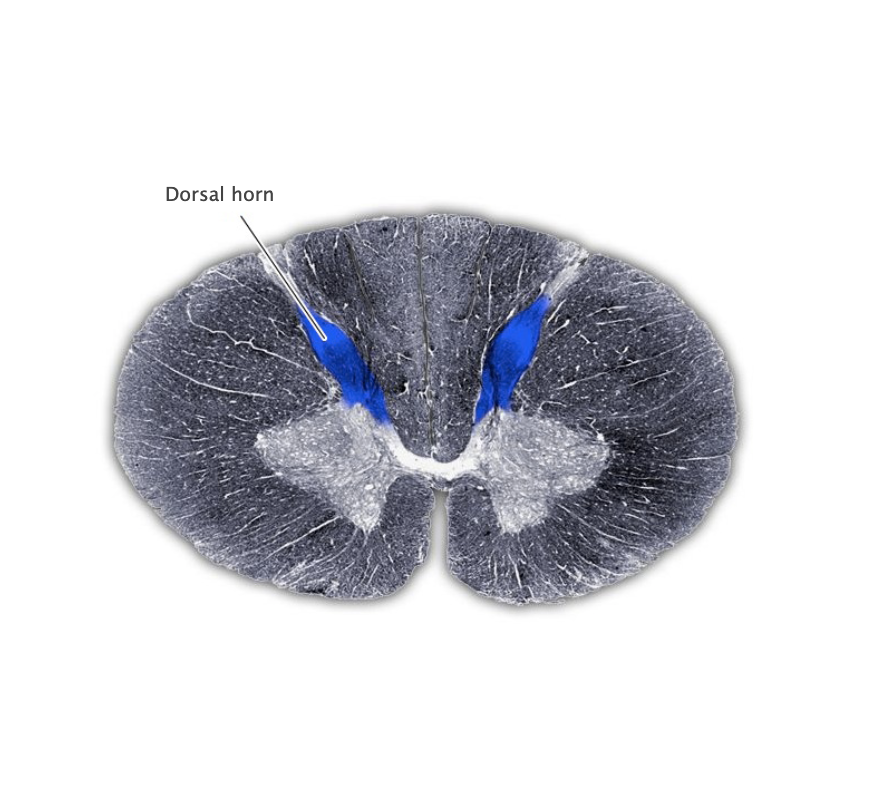 <p>Dorsal horn</p>