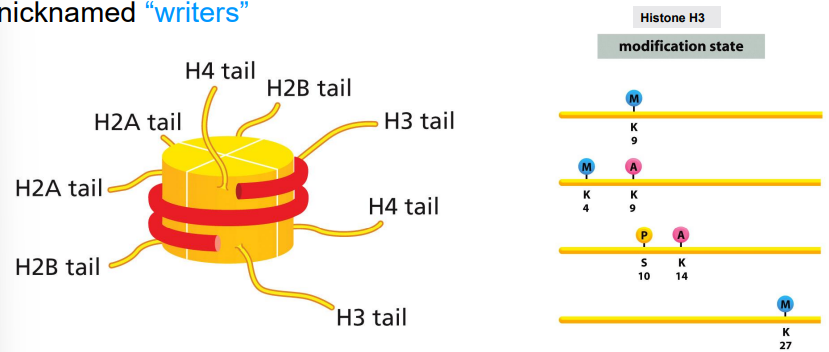<p>histone modifying enzymes that specifically modify histone tails&nbsp;for transcription regulation</p><p>part of the histone code</p>