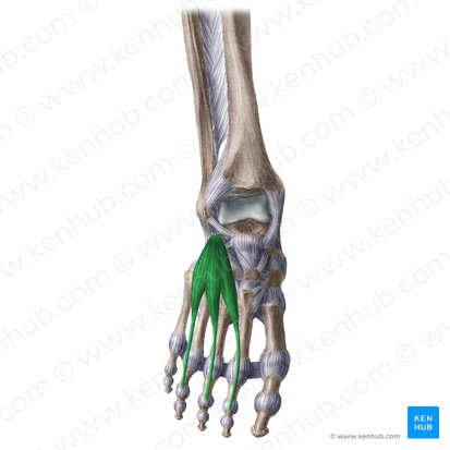 <p>O Extensor común de los dedos</p>
