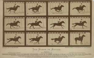 <p>The Horse in Motion</p>