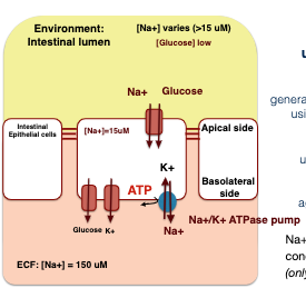 Absorption of glucose across the intestinal epithelial cells:

\
The intestine must maintain a large flux of glucose from the intestinal lumen to the blood  \n even if the concentration of glucose in the lumen may be lower than in the blood.

\
Active transport  \n uses energy from ATP

Na+/K+ ATPase pump  \n generates a Na+ concentration gradient  \n using energy in the form of ATP. \n Na+/Glucose transporter  \n uses Na+ concentration gradient  \n generated by ATPase pump  \n to move glucose  \n against its concentration gradient \n Na+/K+ pump generates  \n concentration gradient= stored energy  \n (only found in basolateral side of cells)