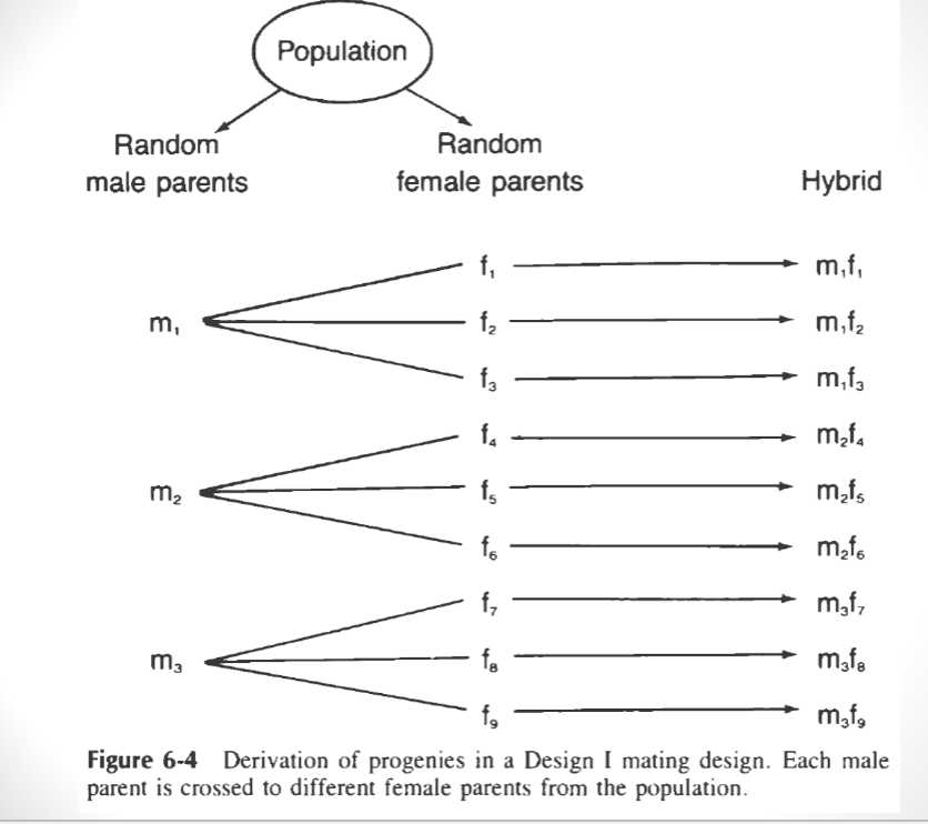 <ul><li><p>randomly select individuals in a population</p></li><li><p>designate male and female plants</p></li><li><p>each male is crossed to an equal number of females</p></li><li><p>a different group of females is used for each male</p></li><li><p>variation among single crosses is divided into variation among males and variation among females nested in males (???)</p></li><li><p>each cross creates a specific hybrid</p></li></ul><p></p>