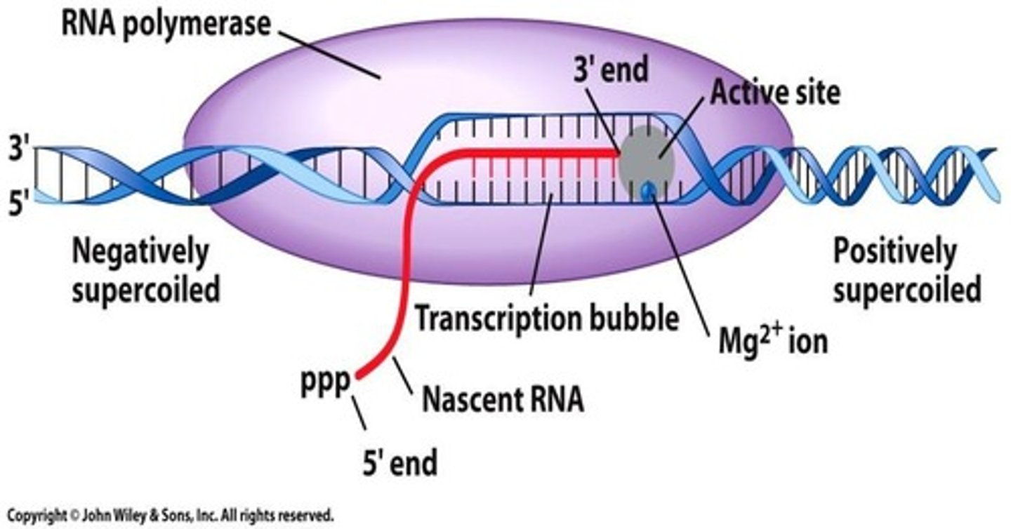 <p>process by which an RNA is synthesized from a DNA template in the nucleus</p>