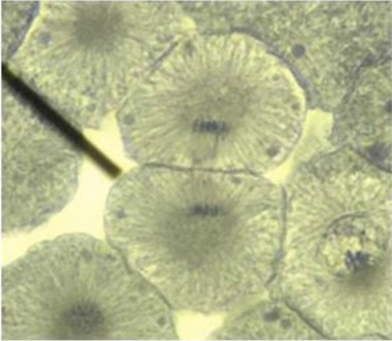 <p>What is the phase of the cell?</p>