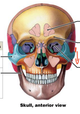 <p>Deep furrow, cleft/slit</p>