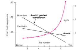 <ul><li><p class="">Ventilation et perfusion sont plus grandes aux bases.</p></li><li><p class="">Mais la perfusion diminue plus rapidement que la ventilation en montant dans le poumon.</p></li><li><p class="">Ainsi, le rapport V/Q varie avec la hauteur.</p></li></ul><p></p>