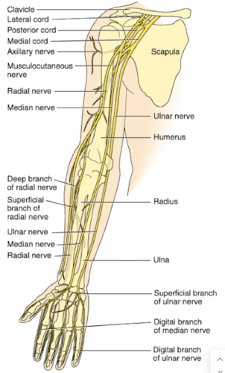 <p>What does the musculocutaneous n of the brachial plexus innervate?</p>