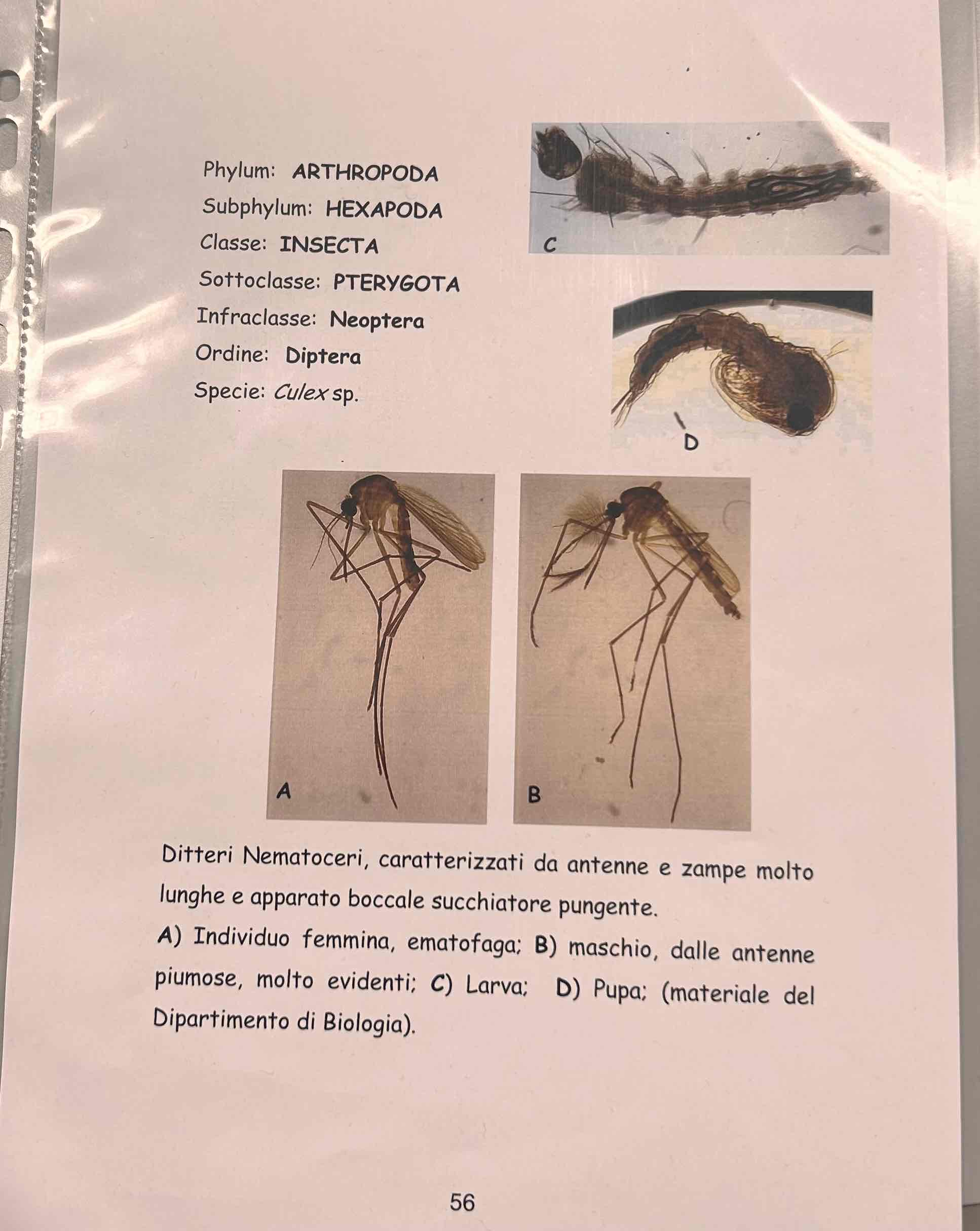 <p>Artropodi</p><p>Esapodi</p><p>Insetti</p><p>Pterygota</p><p>Neotteri</p><p>Olometaboli</p><p>Diptera</p><p>Culex sp</p>