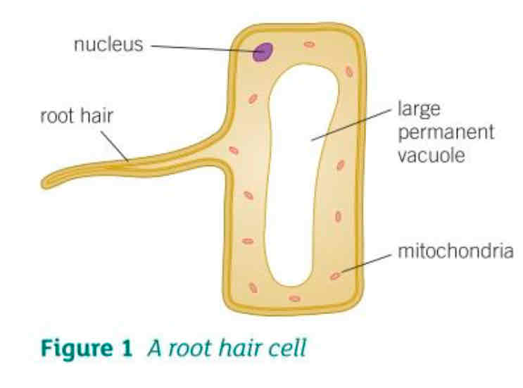 <ul><li><p>Increase surface area available for water to move into the cell</p></li><li><p>Large permanent vacuole that speeds up the movement of water by osmosis from the soil across the root hair cell</p></li><li><p>They have many mitochondria that transfer energy needed for the active transport of mineral ions into the root hair cells</p></li></ul>