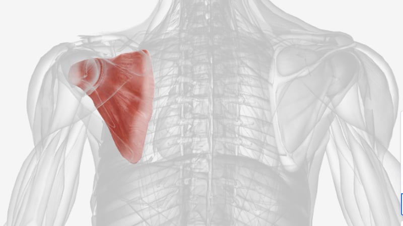 <p>what muscle is this?</p>
