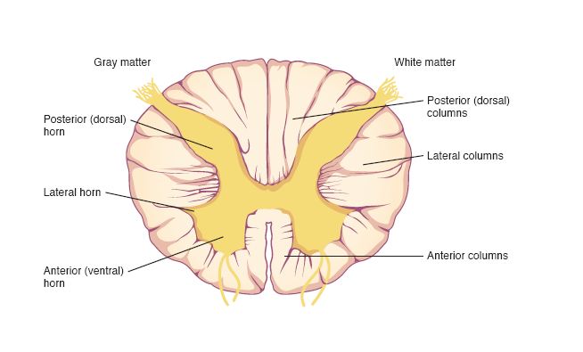 <p>Posterior white column</p>