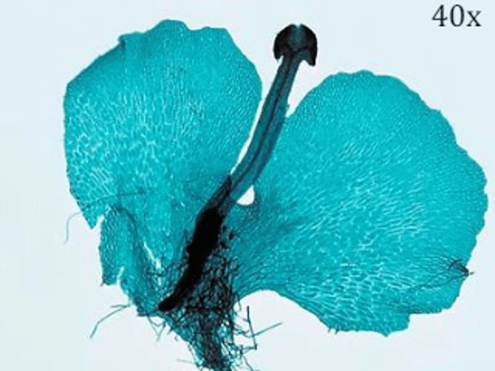 <p>What is this? What phylum?</p>