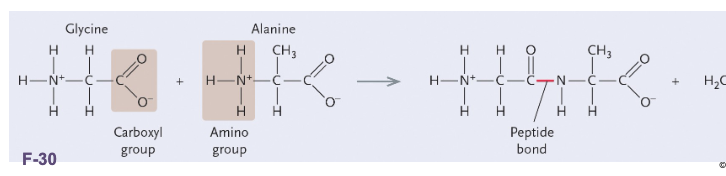 <p>Polypeptides are LINEAR chains of amino acids linked by PEPTIDE bonds&nbsp;</p>
