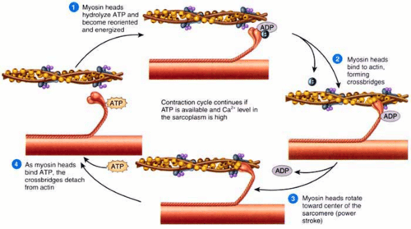 <p>* the myosin head attached to the exposed binding site on Actin</p><p>* Pi leaves causing the "power stroke"</p><p>* ADP is released causing a strong bond</p>