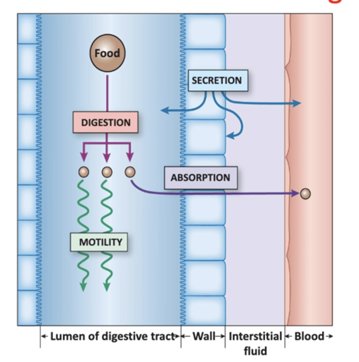 <p>Small intestine in blue on left. Blood vessel closely associated with SI in red. Epithelial cells blocks (food goes from SI → blood). Chemical breakage in SI. Smaller units absorbed cross intestinal epithelial cells → bloodstream. Absorptive state - first food molecule is absorbed across intestinal epithelial → blood to the time last food molecule is absorbed.</p>