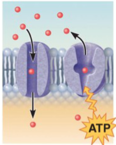 <ul><li><p>move substance in and/or out of cells</p><ul><li><p>or around inside the cell</p></li></ul></li><li><p>Other types</p><ul><li><p>carrier protein</p></li><li><p>motor protein</p></li></ul></li><li><p>Some proteins (left) form channels through which a particular solute can be selectively moved</p><ul><li><p>Channel proteins</p></li><li><p>usually water filled</p></li><li><p>still selective</p></li></ul></li><li><p>Other proteins (right) actively pump substances across the membrane surface by using ATP</p><ul><li><p>Pumps</p></li><li><p>require energy inputs</p><ul><li><p>Molecule may be huge</p></li><li><p>pump may need to change shape</p></li></ul></li></ul></li></ul><p></p>