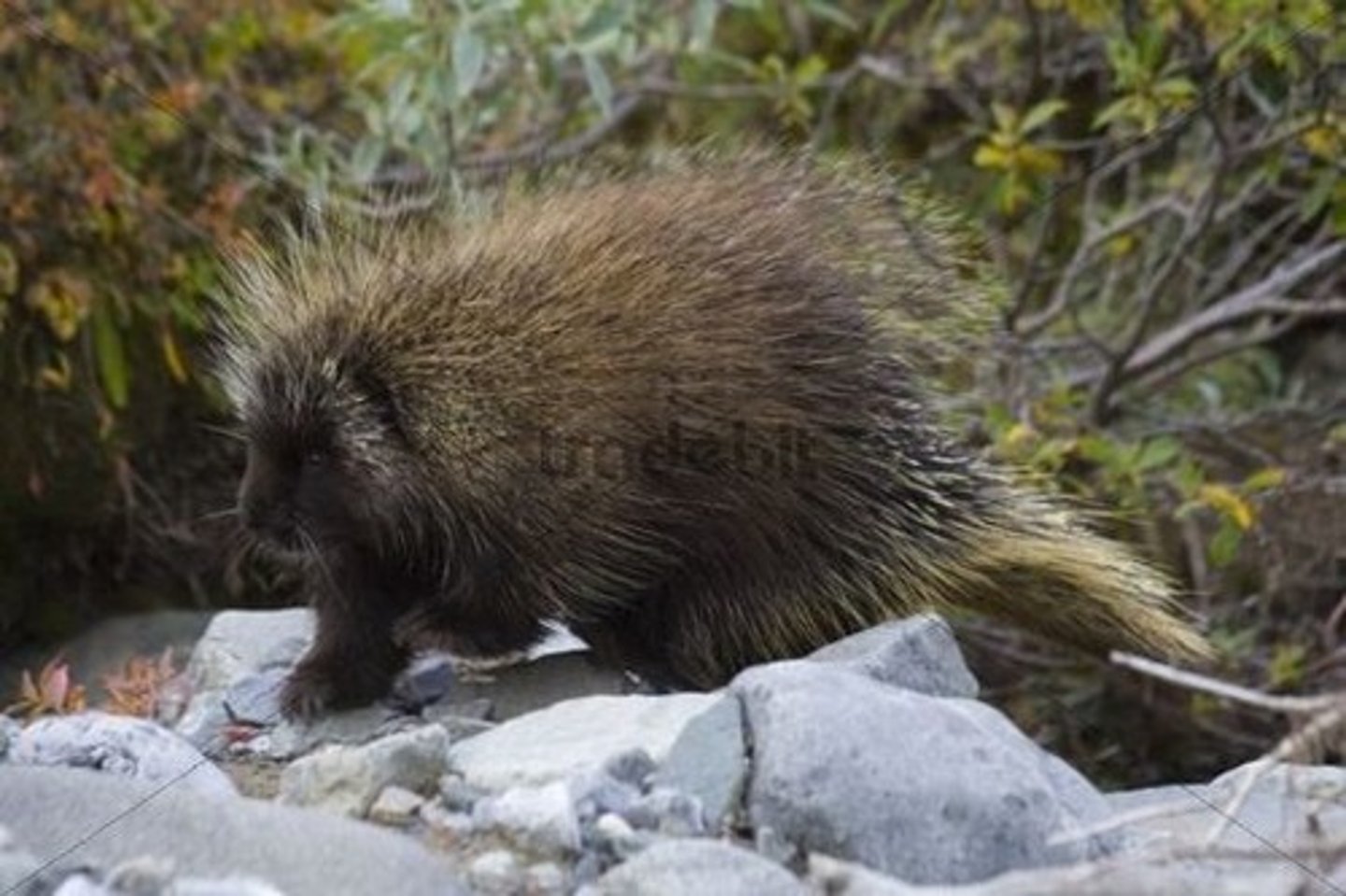 <p>Porcupine</p>
