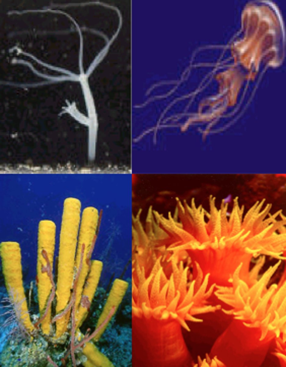 <p>Jellyfish and Coral</p>