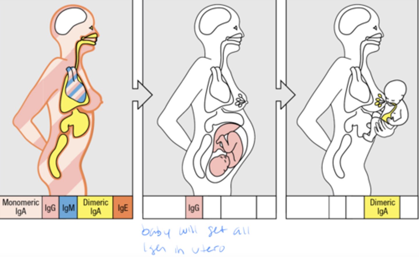 <p>passive immunity= baby got abs from mom so its own immune system was not activated therefore baby will lose all those ab shortly after birth, during breastfeeding baby will get some antibodies as well</p>