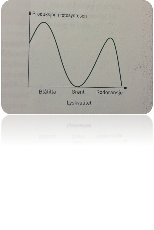 <p>Alle enzymer virker best ved en bestemt temperatur, den optimale temperaturen for reaksjonen. Den optimale temperaturen varierer fra art til art. Hos noen av høyfjellsplantene i Norge kan den ligge på rundt 15 °C, mens den hos regnskogsplanter i Sør-Am<span style="font-family: Calibri, sans-serif; line-height: 115%;"><span>erika kanskje er 35 °C. Planters enzymer er tilpasset sin optimale temperatur, og dersom temperaturen øker mye, kan enzymene bli denaturert.<br></span></span></p>