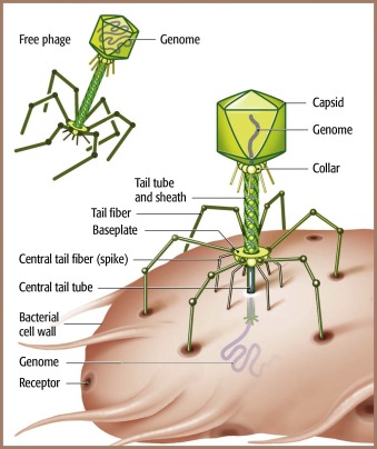 <p>Transduction is a process in which a bacteriophage transfers DNA from a donor bacterium to a recipient bacterium, leading to genetic recombination in the recipient cell</p>