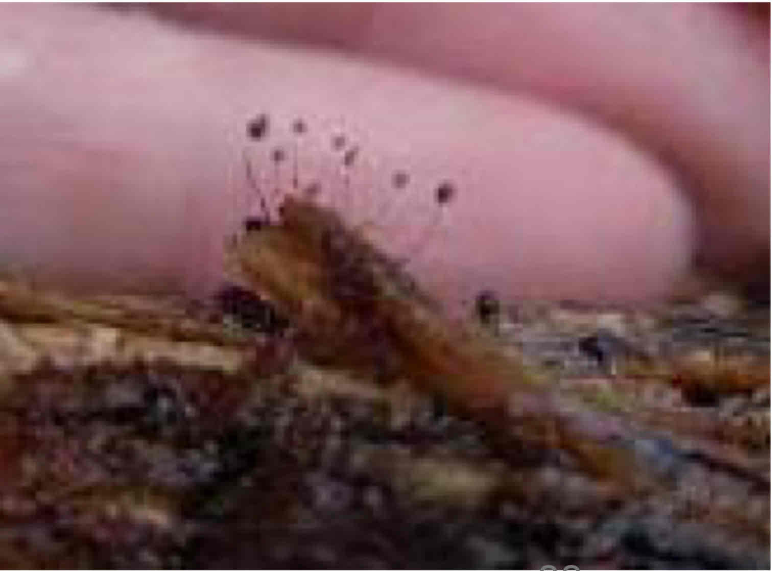 <p>Durante la mayor parte de su vida existen como células parecidas a amebas solitarias. En este etapa se mueven por medio de pseudópodos y se alimentan de bacterias (Son heterotrofos).</p>