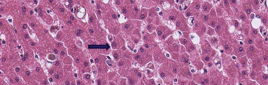 <p>what is the arrow pointing to?</p>