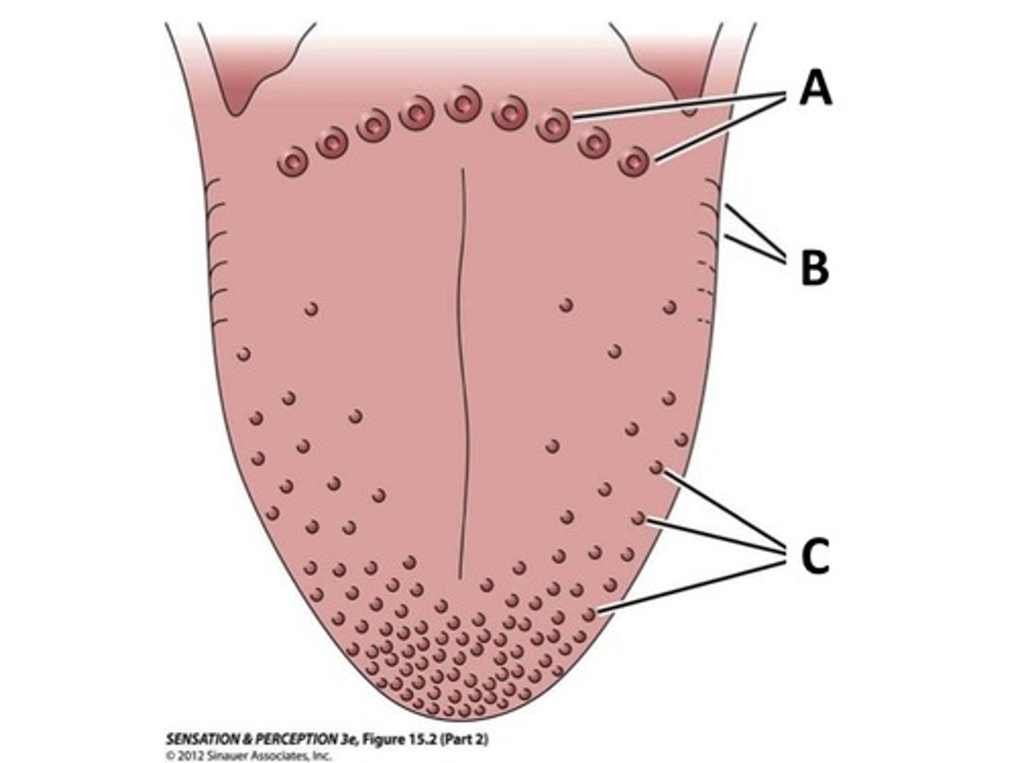 <p>(C)<br>Mushroom-like protuberances often containing taste buds and located on the sides and tip of the tongue.</p>