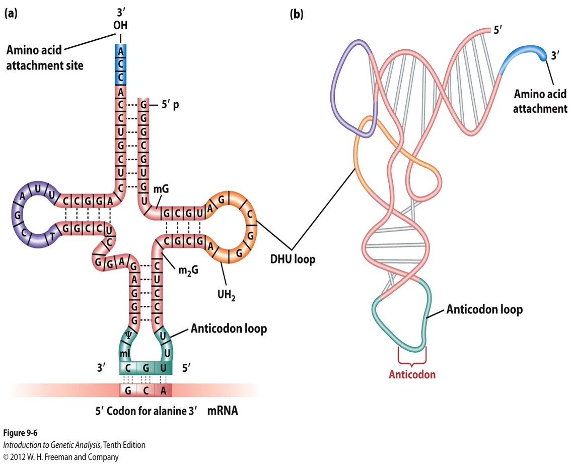 <p>At the free 3’-OH group of the terminal adenine molecule</p>