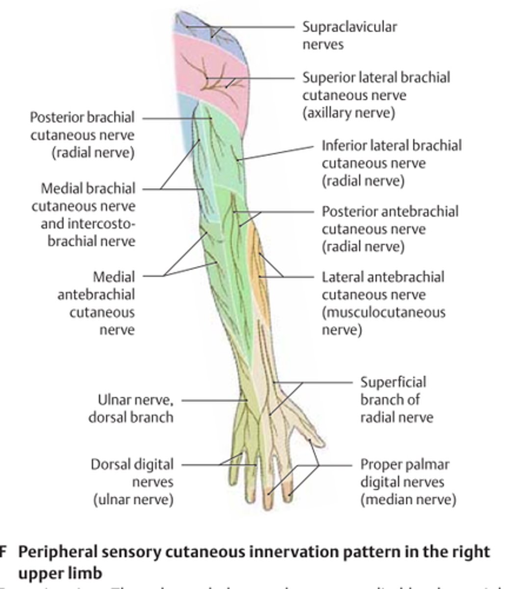 <p>axillary nerve</p>
