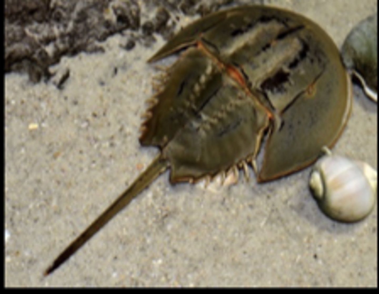 <p>What class does this organism belong to?</p>