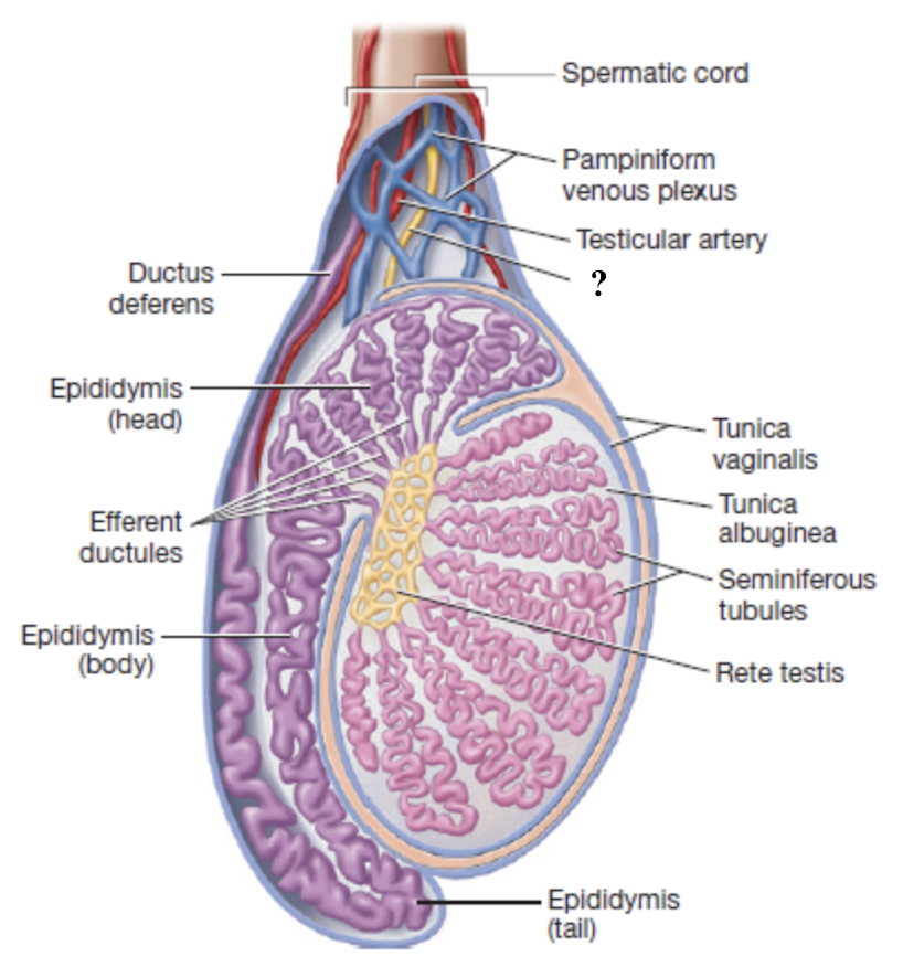 <p>mixed sensory and motor fibers that innervate the testes </p>