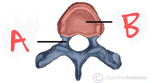 <p>B</p>