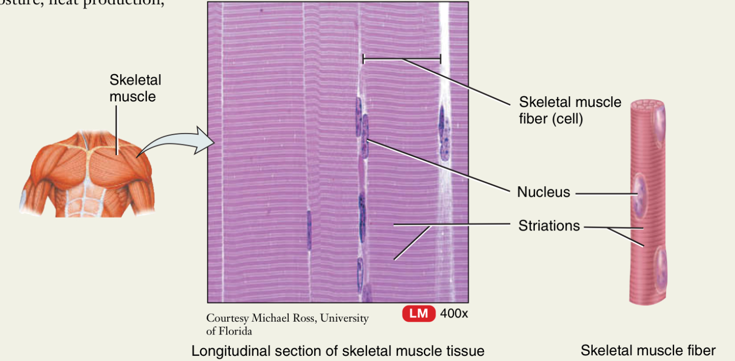 <p>Consists of elongated long cells (muscle fibers/myocytes) that use ATP to generate force</p><p>Produces body movements, maintains posture, and generates heat </p><p>Skeletal, cardiac, and smooth </p>