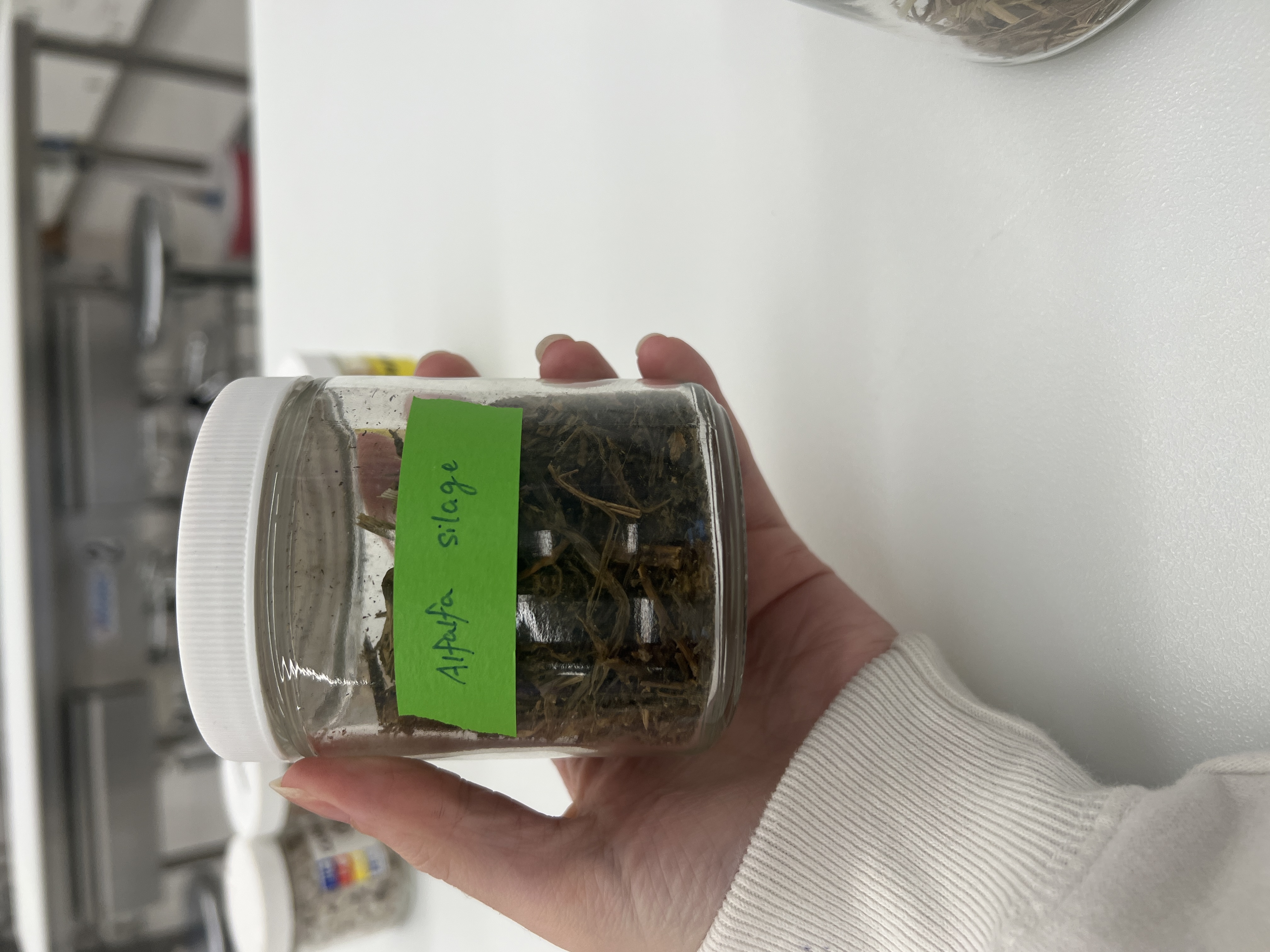 <ul><li><p>IFN # and category: 3 ensiled roughages</p></li><li><p>AAFCO category: roughage product</p></li><li><p>appearance: Very sweet and sour smelling, looks darker than the corn silage</p></li></ul><p></p>