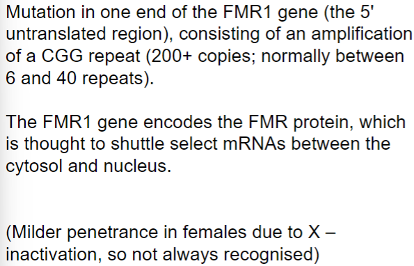 <ul><li><p>most common inherited form of learning disability</p></li><li><p>X-linked: symptoms predominantly in males</p></li><li><p>mutation in one end of the FMR1 gene</p></li></ul>