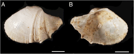 <p>Septibranchia feeding</p>