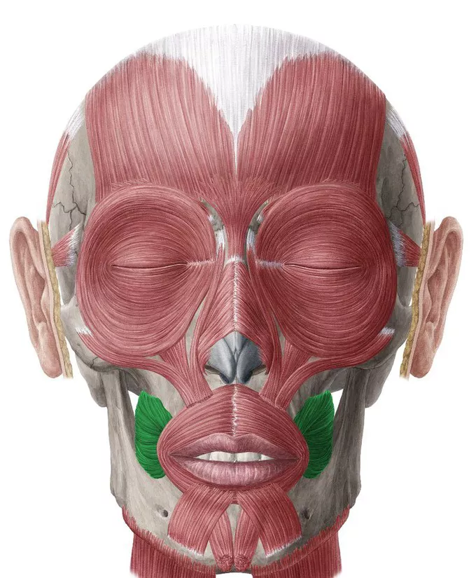 <p><span><strong>Buccinator</strong></span></p>