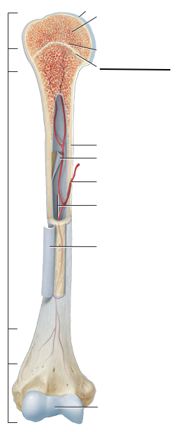 <p>Fill in the blank: which part of the arm bone is this?</p>