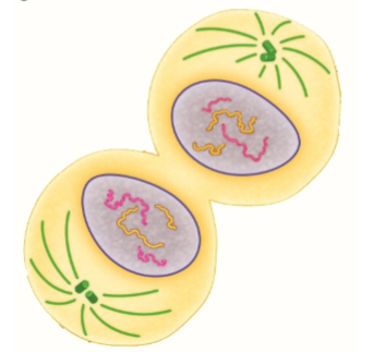 <p>In animal cells, cell membrane pinches in the center to form two daughter cells</p>