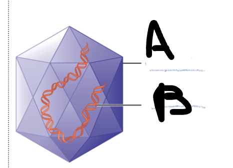<p>What is the structure labeled A?</p>