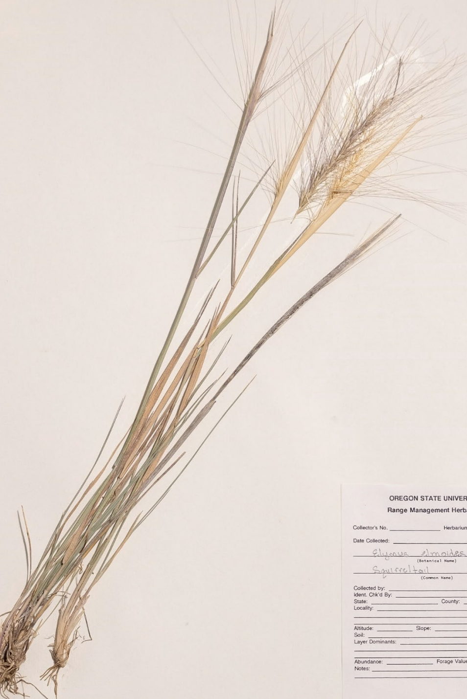 <p>What is this plant’s scientific name?</p>