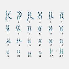 Shows the 46 chromosomes of a human cell.