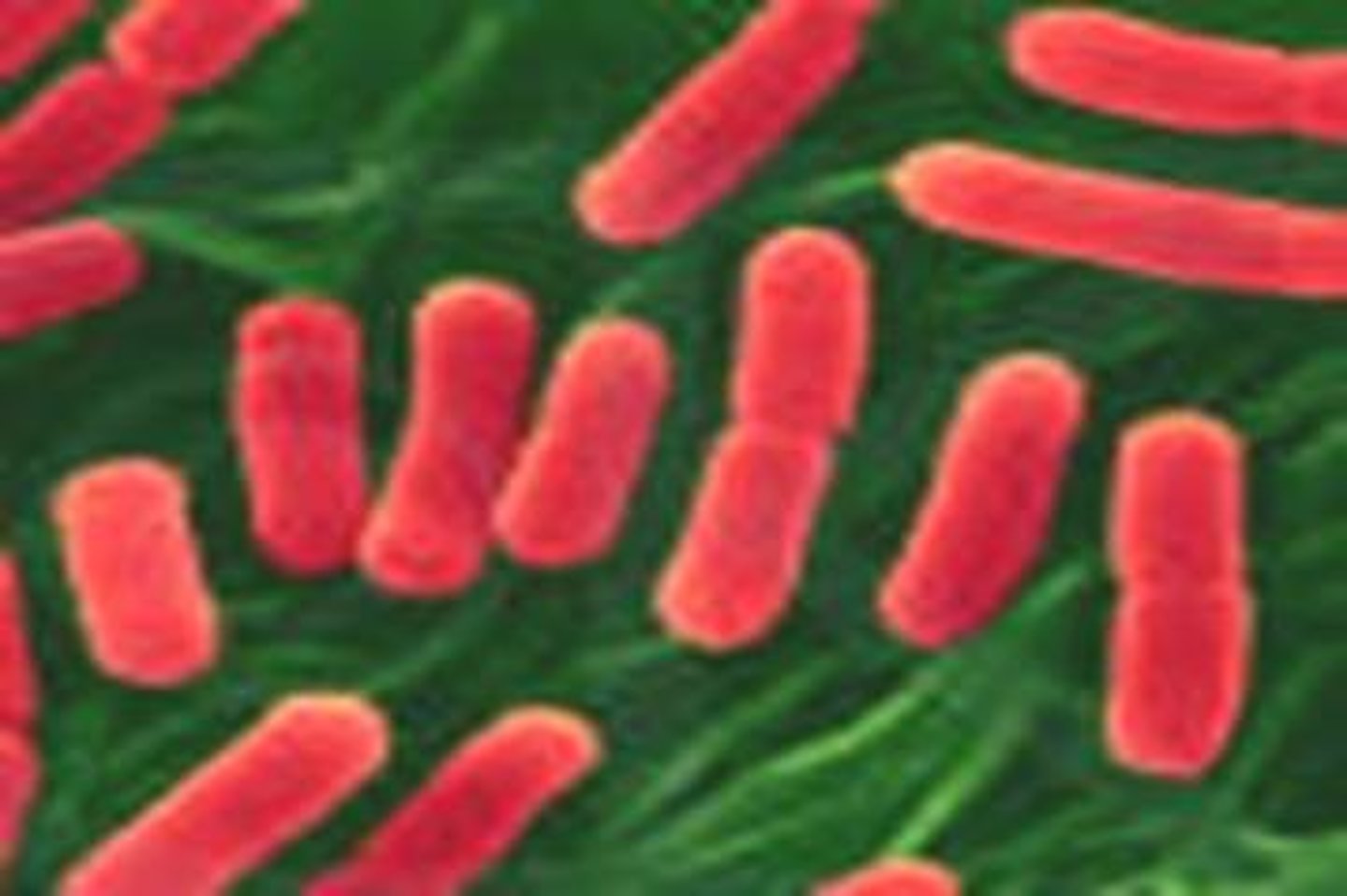 <p>rod-shaped spore-forming bacteria</p>