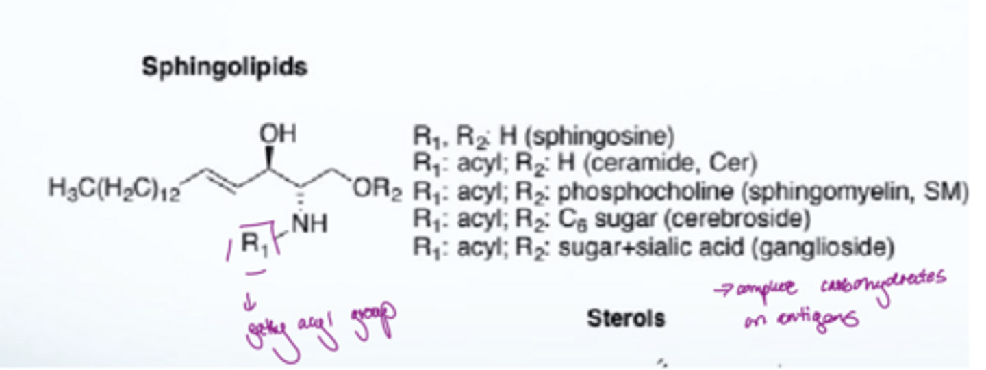 <p>there is a fatty acyl group attached to the amine of the amide</p>