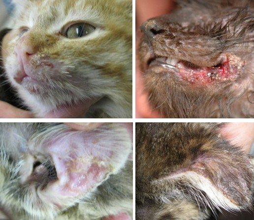 <p><strong>Disease:</strong> “Cat flu” complex, stomatitis, limping syndrome</p><p><strong>Signs:</strong> Ulcers on tongue/palate, nasal/ocular discharge, sneezing, fever, lameness</p><p><strong>Transmission:</strong> Aerosols, direct contact, fomites</p><p><strong>Diagnosis:</strong> PCR, virus isolation</p><p><strong>Vaccine:</strong> <span data-name="check_mark_button" data-type="emoji">✅</span> Core (reduces severity but not infection)</p><p>Carrier state common; highly contagious in shelters</p>