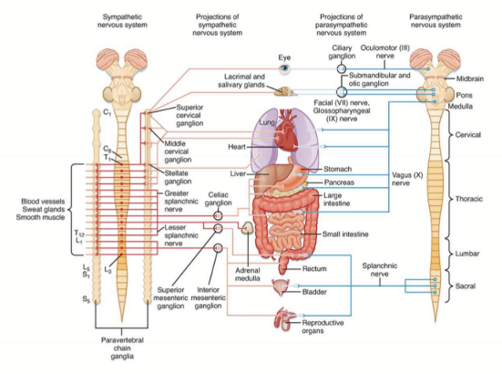 <ul><li><p>Involuntary</p></li><li><p>2 neuron relay with preganglionic neuron and postganglionic neuron </p></li><li><p>Maintains internal environment (homeostasis) </p><ul><li><p>cardiac myocytes</p></li><li><p>glands</p></li><li><p>smooth muscles </p></li></ul></li></ul><p></p>
