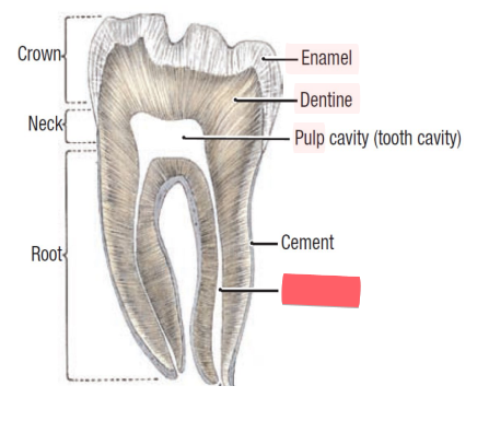 <ul><li><p>canal of teeth in which pulp is found</p></li></ul><p></p>
