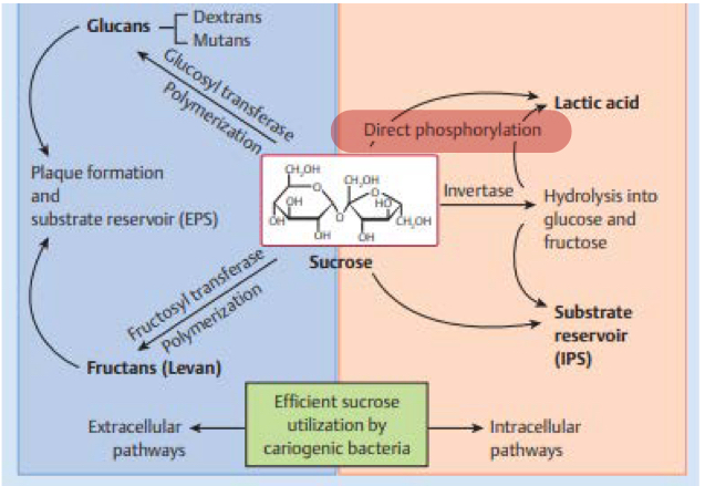 <p>One rich in readily fermentable carbohydrates </p>